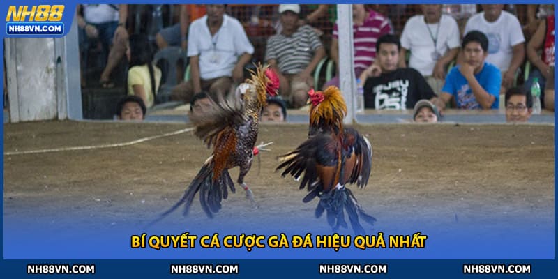 Bí quyết cá cược gà đá hiệu quả nhất tại nh88