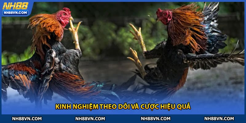 Cách theo dõi trận đấu và cược thông minh