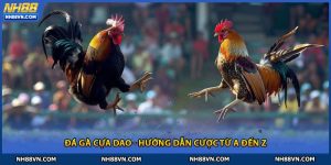 Đá Gà Cựa Dao - Hướng Dẫn Cược Từ A Đến Z Tại Nhà Cái NH88