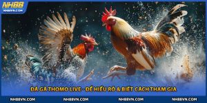 Đá Gà Thomo Live - Để Hiểu Rõ & Biết Cách Tham Gia Tại NH88