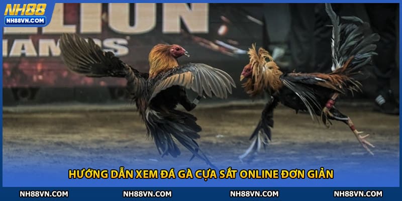 Hướng dẫn xem đá gà cựa sắt online đơn giản