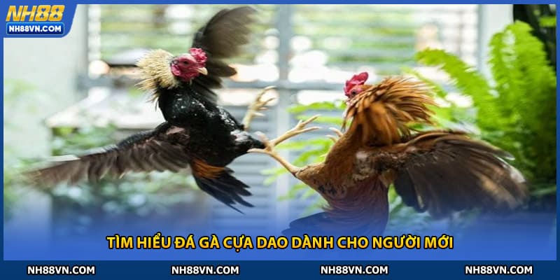 Tìm hiểu đá gà cựa dao dành cho người mới gia nh88