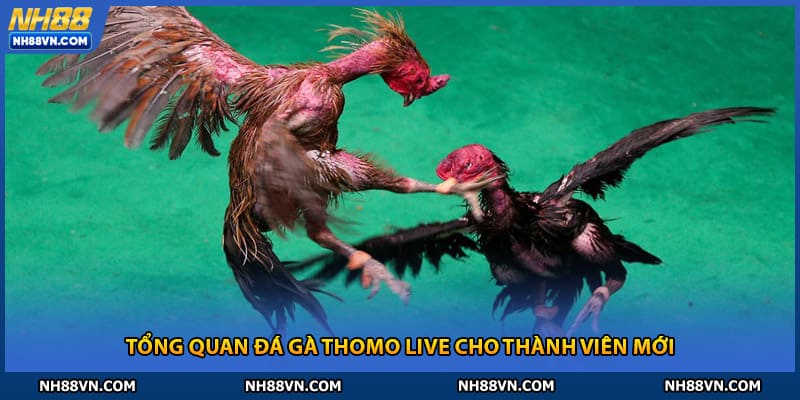 Tổng quan đá gà thomo live cho thành viên mới NH88